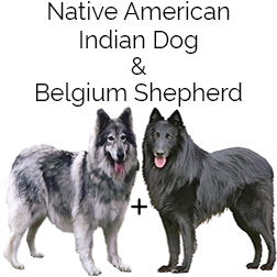 Native American Shepherd Dog